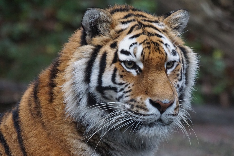Noćni safari u zagrebačkom Zoološkom vrtu