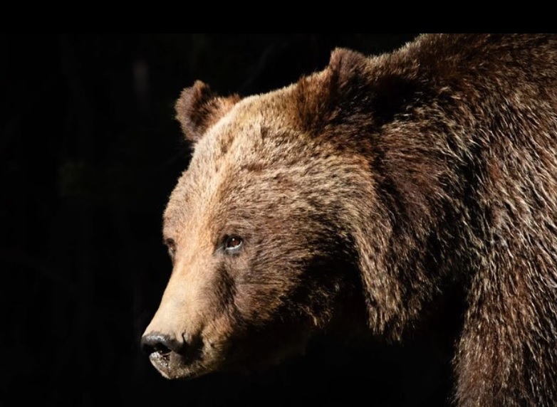 Drama u Yellowstoneu, poginula omiljena medvjedica