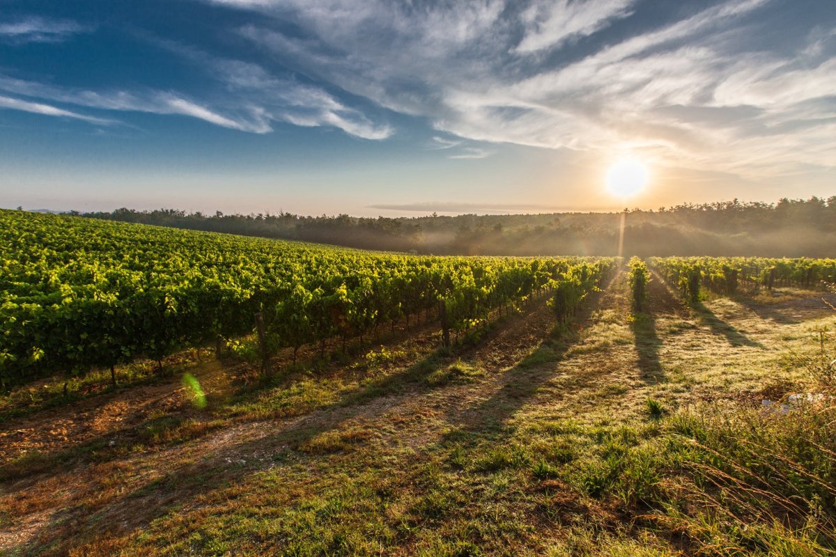 Bujska malvazija postala zaštićeno vino Hrvatske