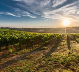 Bolest zlatne žutice u vinogradima 15 županija
