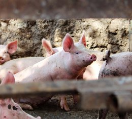 Afrička svinjska kuga izbila u Srbiji, vrlo blizu granice s Hrvatskom