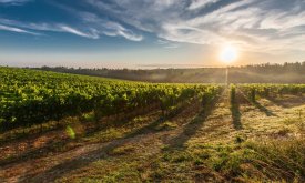 Bujska malvazija postala zaštićeno vino Hrvatske