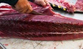 Spor oko tune se zaoštrava