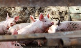 Afrička svinjska kuga izbila u Srbiji, vrlo blizu granice s Hrvatskom