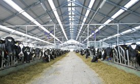 Podravka Agri na tržište izbacuje novi brend mlijeka, sira, jogurta, vrhnja