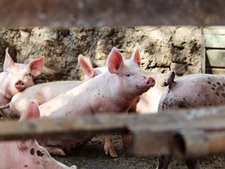 Afrička svinjska kuga izbila u Srbiji, vrlo blizu granice s Hrvatskom