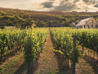 Visoke temperature ubrzale berbu, a grožđe iznenadilo kvalitetom