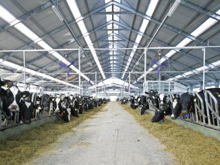 Podravka Agri na tržište izbacuje novi brend mlijeka, sira, jogurta, vrhnja