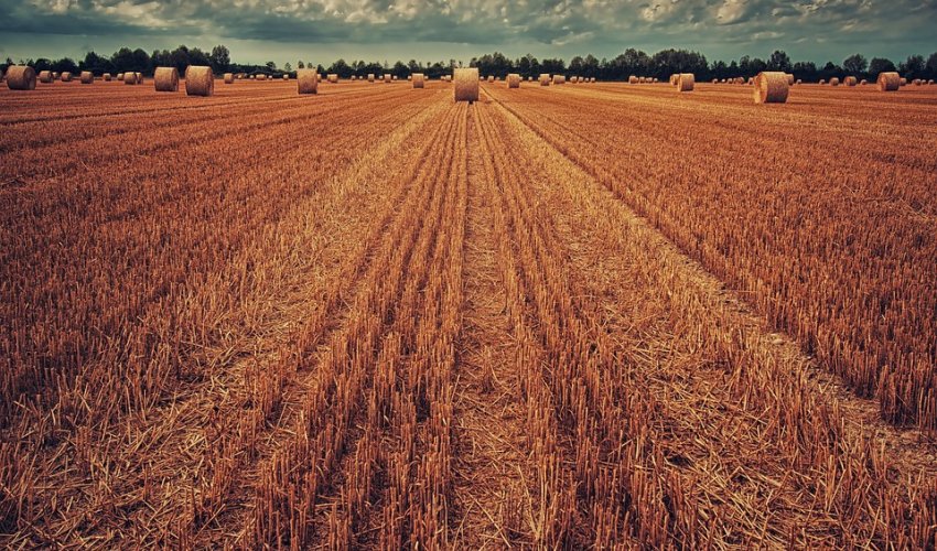 EU o zabrani uvoza ukrajinskog žita: Neprihvatljive su jednostrane mjere članica