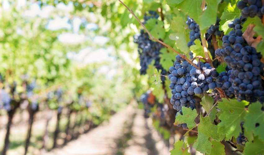 Zbog klimatskih promjena moguć uzgoj vinove loze i u gorskim dijelovima Hrvatske