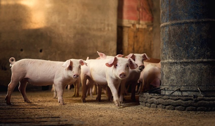 Afrička svinjska kuga na 97 gospodarstava, obeštećenja proizvođačima