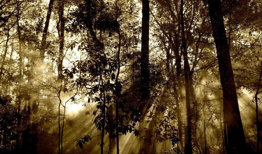 Države amazonske prašume okupljaju se u Brazilu zbog dogovora o okolišu