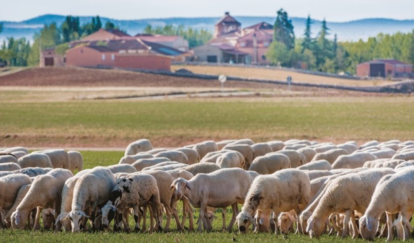 Najveći europski proizvođač janjetine u problemima