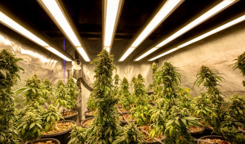 Kemijski dodaci brišu razliku između lakih i teških droga