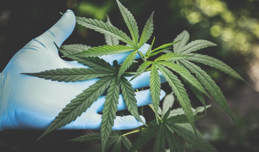 Nijemci se pitaju: legalizacija kanabisa bila greška?