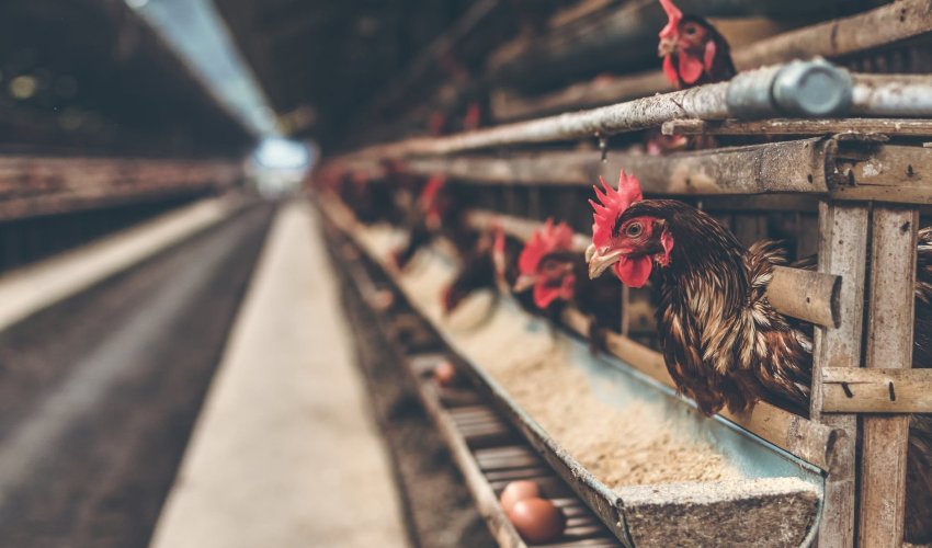 Domaći proizvođači strahuju od velike ukrajinske investicije u peradarstvo