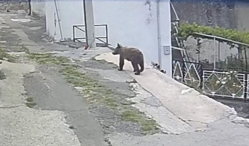 Medvjedić već tjednima luta Novim Vinodolskim