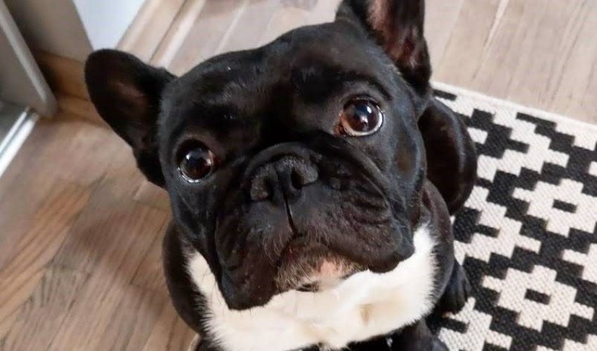Francuski buldog će vam uljepšati život, ali morate biti svjesni brojnih zdravstvenih rizika