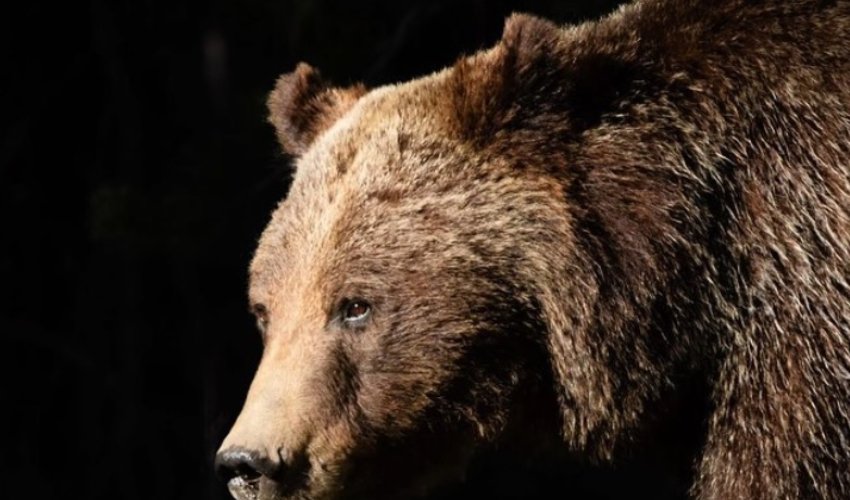 Drama u Yellowstoneu, poginula omiljena medvjedica