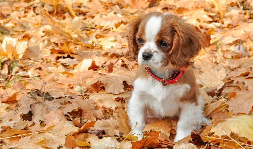 Zašto nikada ne biste trebali dopustiti psu da se igra u gomili lišća