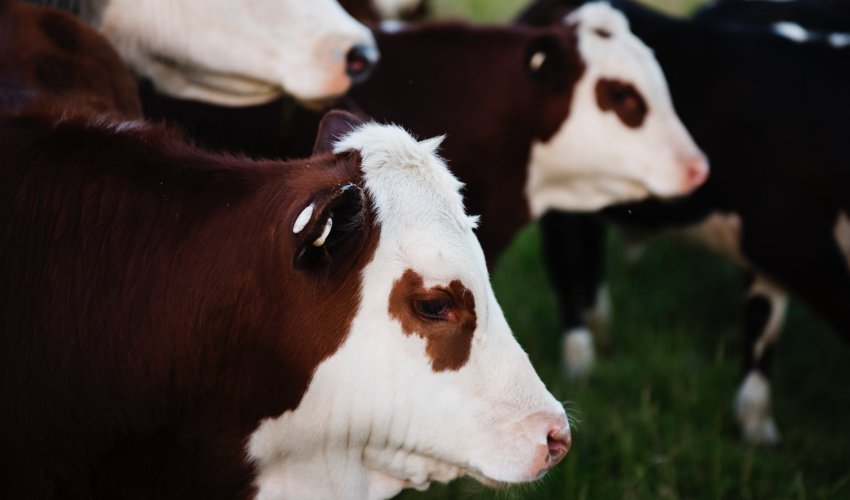 HPK: Uvjeti za tovno govedarstvo su gotovo nemogući