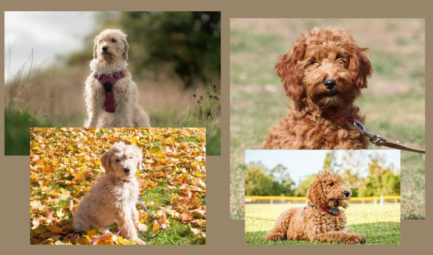 Goldendoodle ili Labradoodle, pitanje je sad