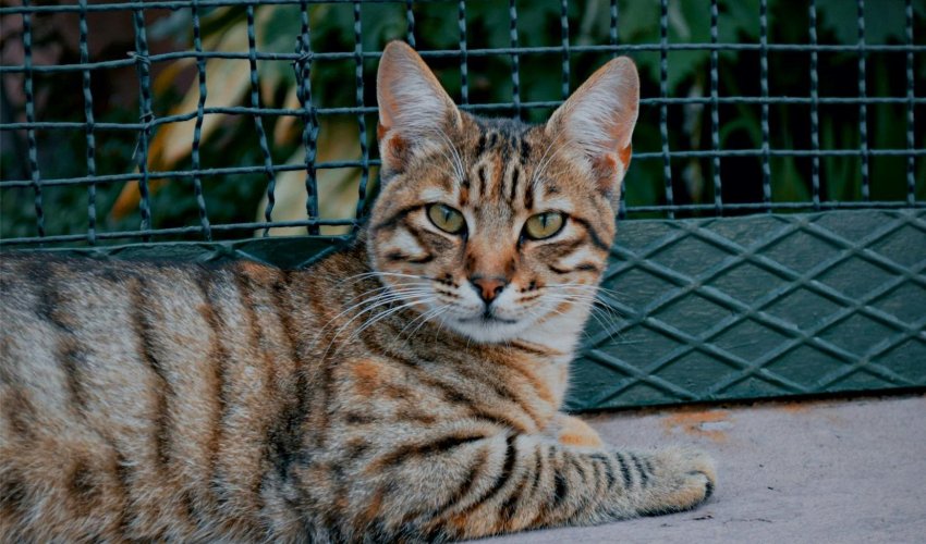 Upoznajte Toygera: Hibridni tigrić kao kućni ljubimac 