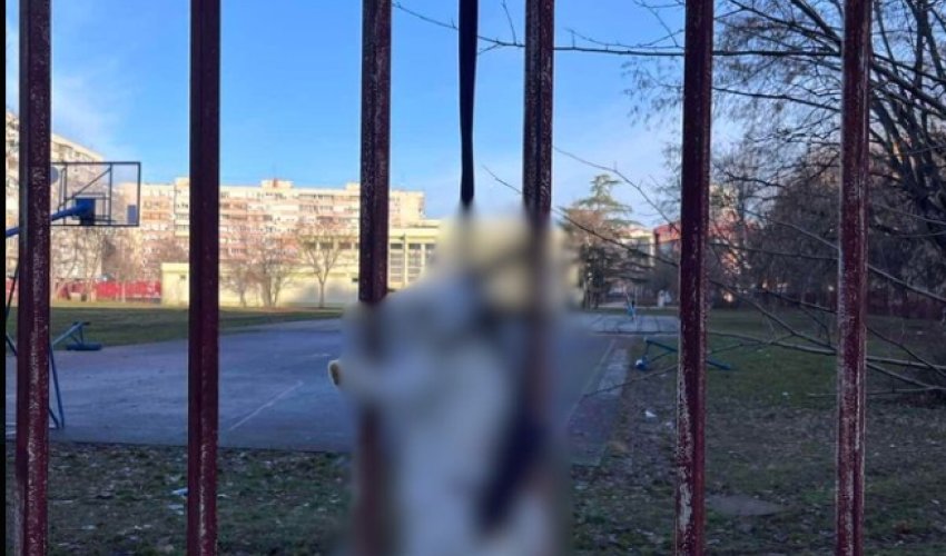Zec obješen o ogradu Osnovne škole u Novom Sadu