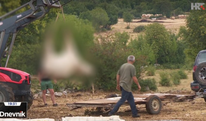 Masovni pomor krava u Zagori, kod jedne nađena bedrenica