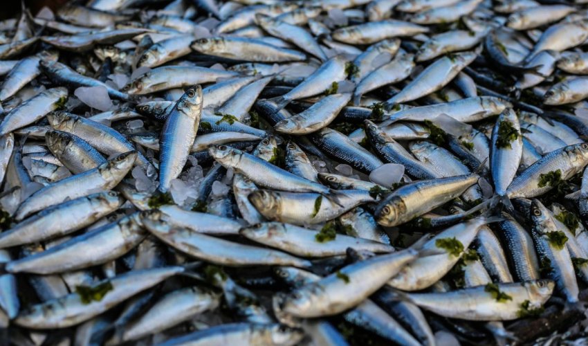 Hrvatska s najvećim poskupljenjem ribe i morskih plodova u EU