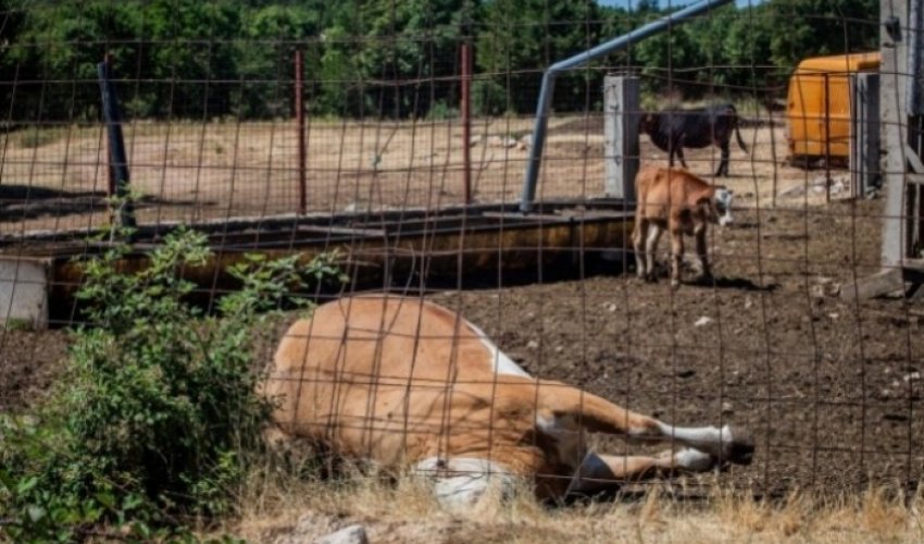Opuzen: Pronađeno desetak mrtvih krava