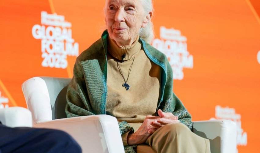 Preminula Jane Goodall, šaptačica čimpanzama