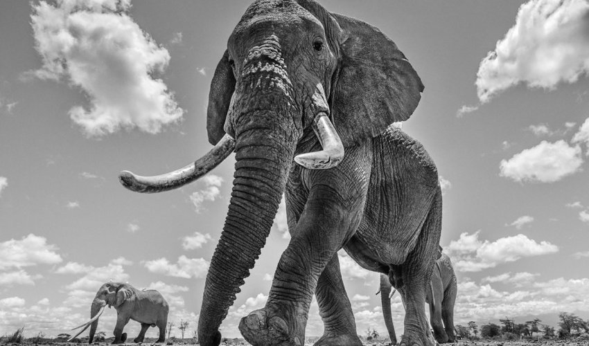 Odlazak nježnog diva: Slon Craig preminuo u 54.godini