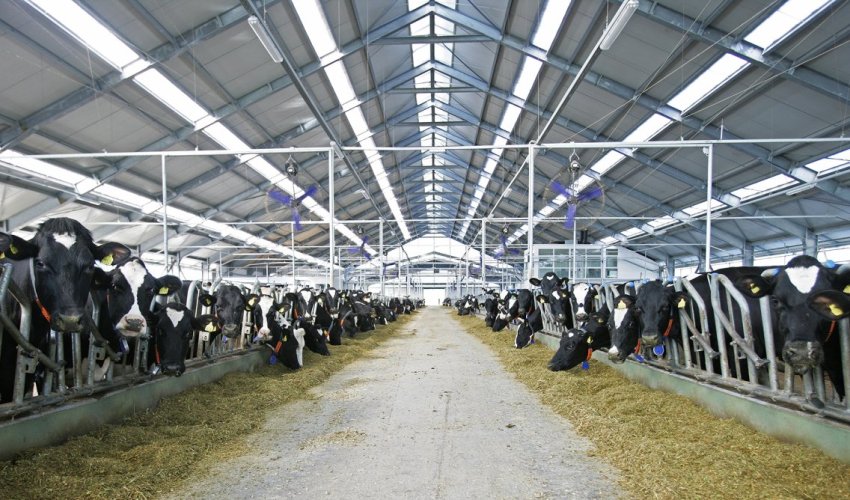 Podravka Agri na tržište izbacuje novi brend mlijeka, sira, jogurta, vrhnja